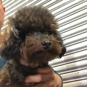 Meet your Posher, Tri